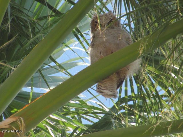 56550 RANCHO CASITAS Road, Wickenburg, AZ 85390