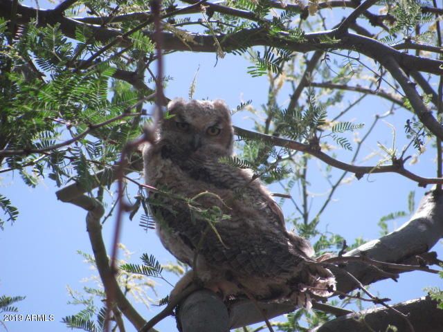 56550 RANCHO CASITAS Road, Wickenburg, AZ 85390