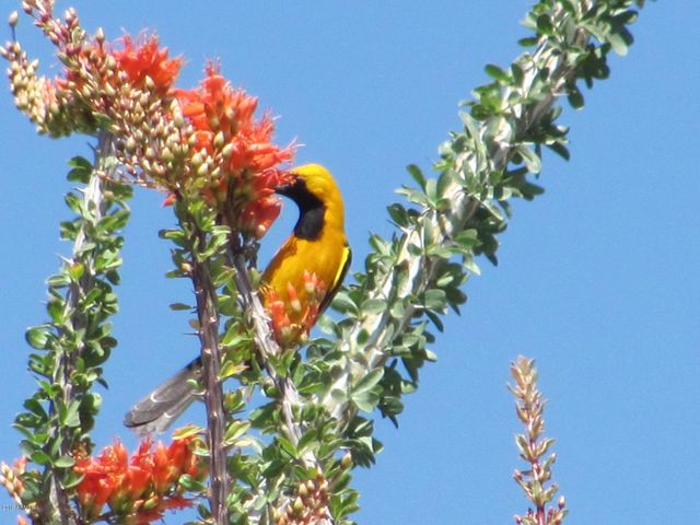 56550 RANCHO CASITAS Road, Wickenburg, AZ 85390