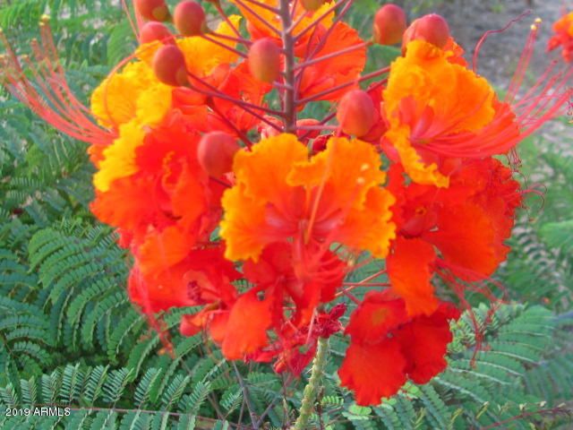 56550 RANCHO CASITAS Road, Wickenburg, AZ 85390