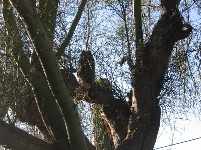 56550 RANCHO CASITAS Road, Wickenburg, AZ 85390