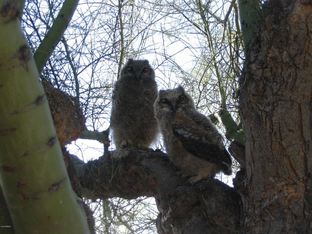 56550 RANCHO CASITAS Road, Wickenburg, AZ 85390