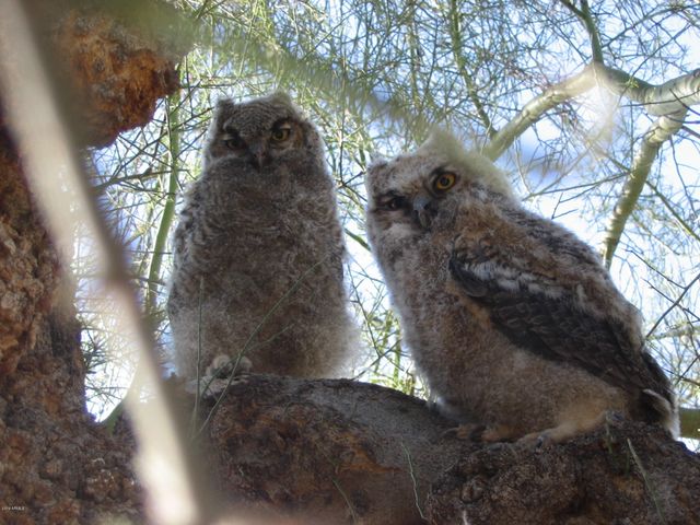 56550 RANCHO CASITAS Road, Wickenburg, AZ 85390