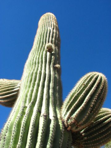 56550 RANCHO CASITAS Road, Wickenburg, AZ 85390