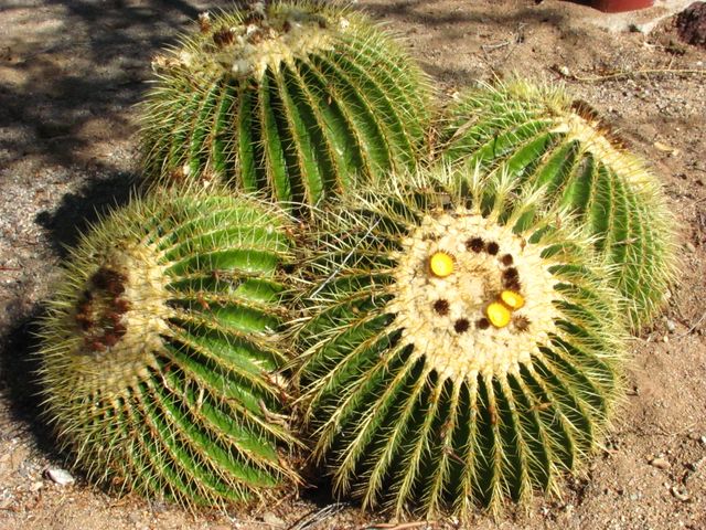 56550 RANCHO CASITAS Road, Wickenburg, AZ 85390