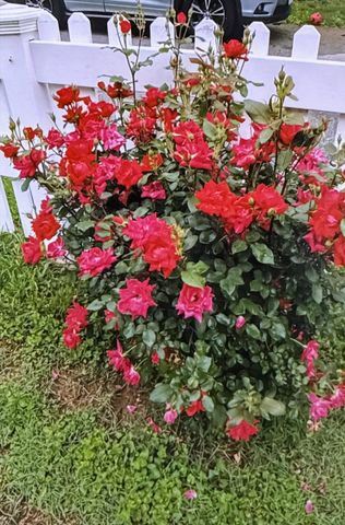 1502 E Sycamore Street, Ozark, MO 65721