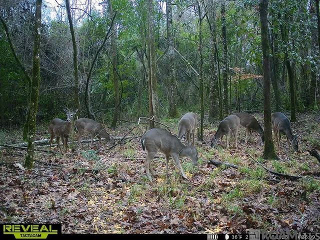 Tract X-1 Scott Barr Rd, Slaughter, LA 70777