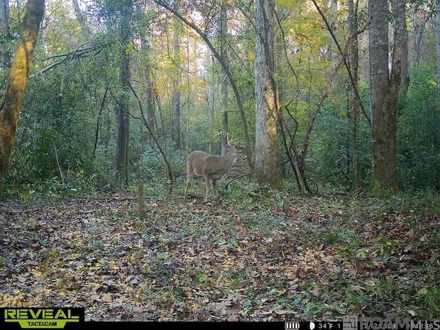 Tract X-1 Scott Barr Rd, Slaughter, LA 70777