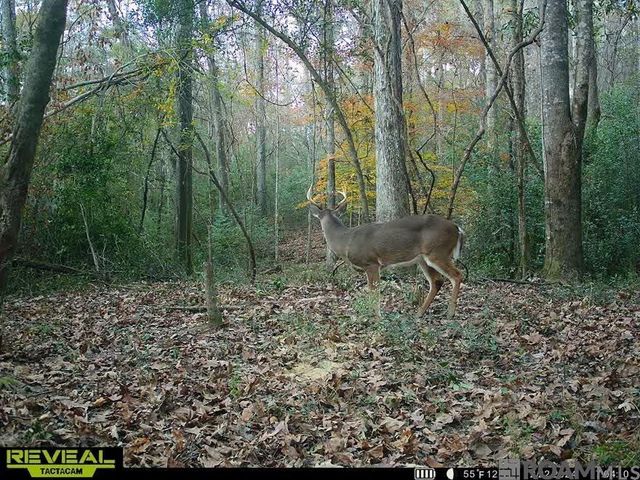 Tract X-1 Scott Barr Rd, Slaughter, LA 70777