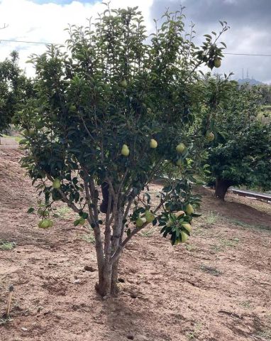 2073 Willow Glen Road, Fallbrook, CA 92028