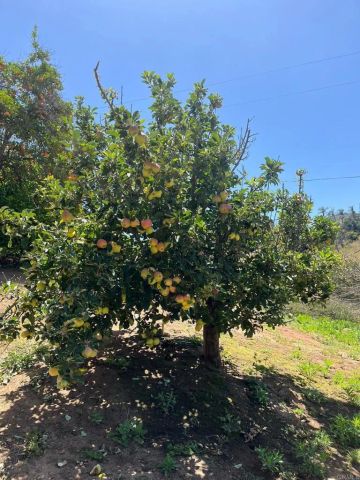 2073 Willow Glen Road, Fallbrook, CA 92028