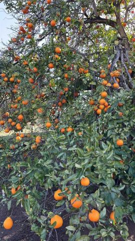 2073 Willow Glen Road, Fallbrook, CA 92028