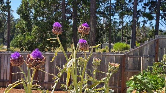 6466 Ponderosa Way, Magalia, CA 95954