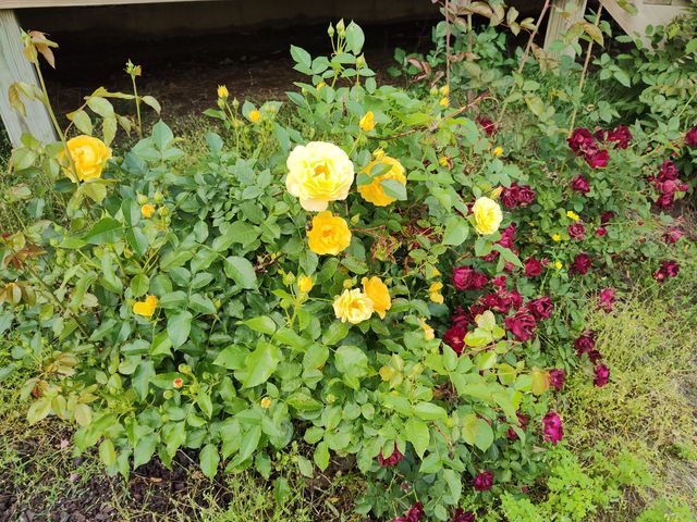 1898 E 332nd Road, Polk, MO 65727