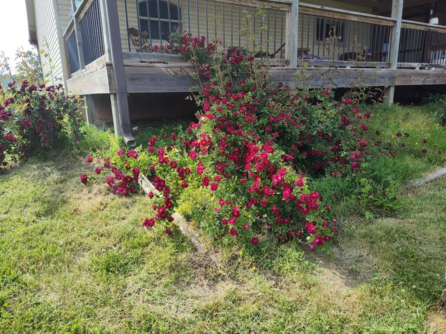 1898 E 332nd Road, Polk, MO 65727