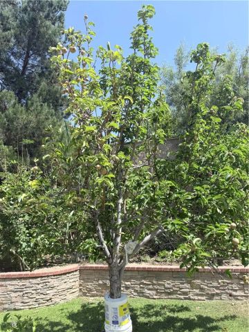 16360 River Glen, Fontana, CA 92336