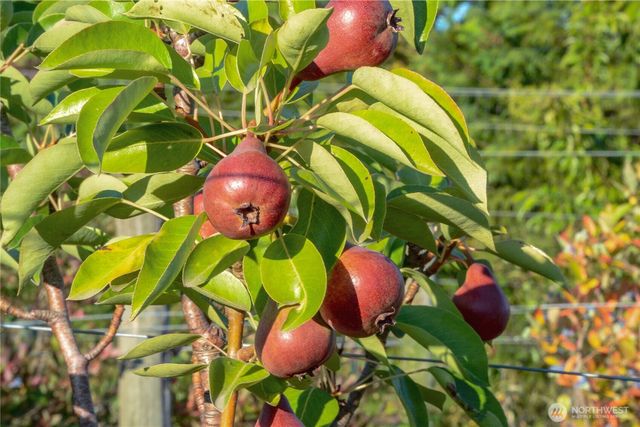 3151 Velvet Lane, Custer, WA 98240