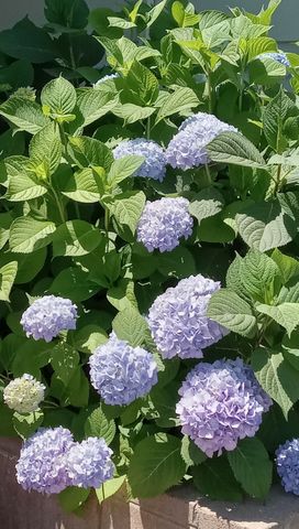 225 N Akers Street 121, Visalia, CA 93291