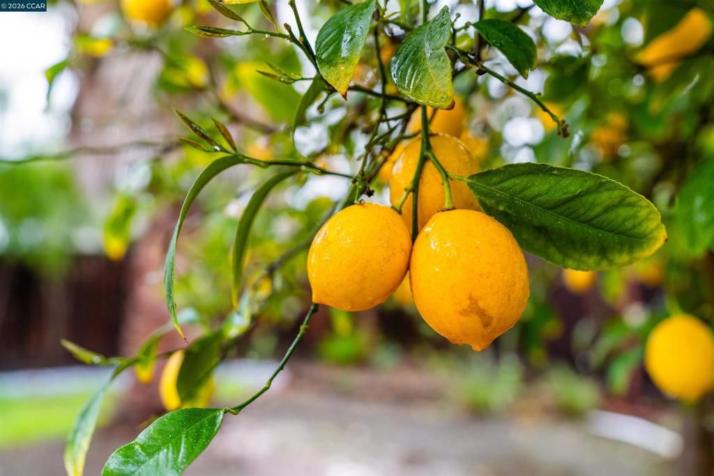 Image 24 of property listing at 113 Margie Drive, Pleasant Hill, CA 94523