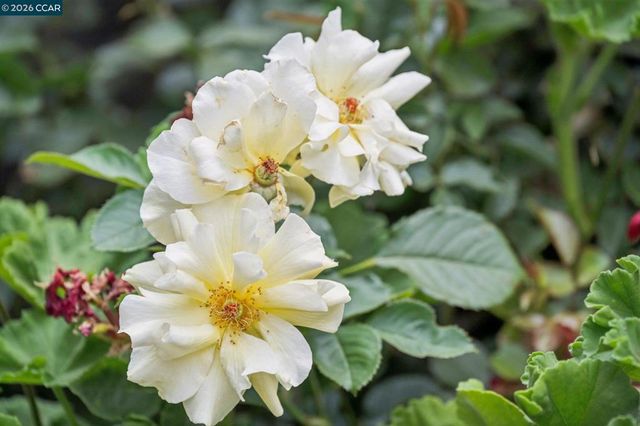 258 Barnett Ter, Pleasant Hill, CA 94523