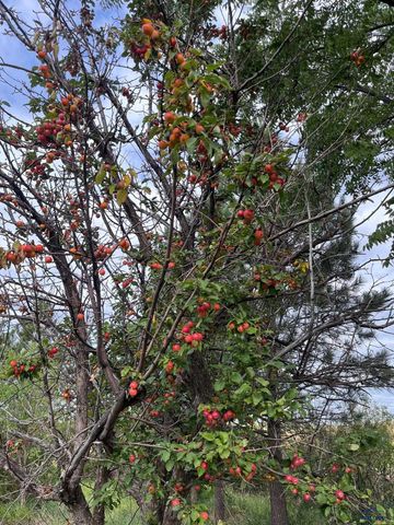 19908 BEAR BUTTE, Whitewood, SD 57793