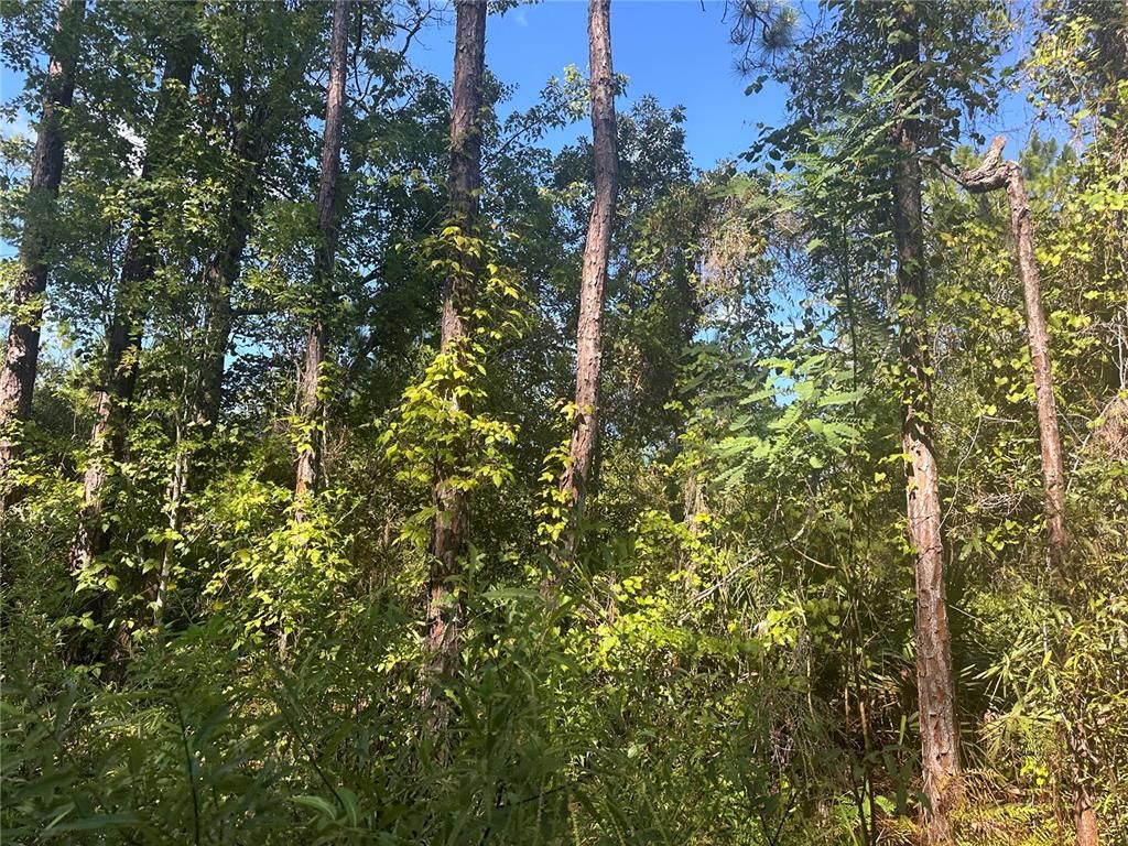 TBD NE 137 CT COURT, Fort Mc Coy, FL 32134