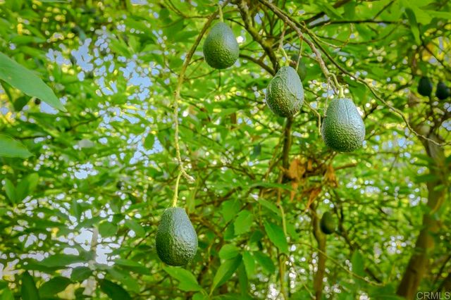 6036 Rainbow Heights Road, Fallbrook, CA 92028