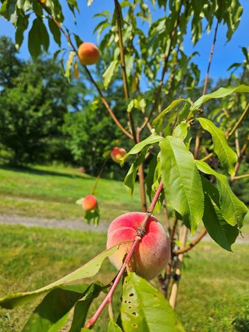 2431 Roaring Brook Road, Barton, VT 05822