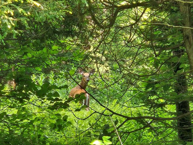 2431 Roaring Brook Road, Barton, VT 05822