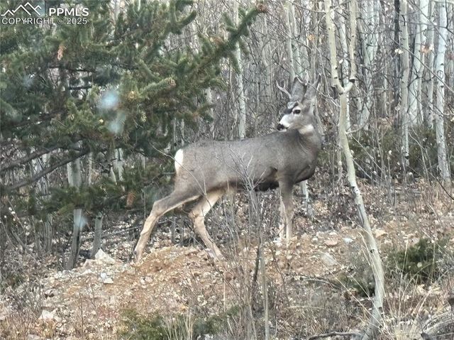 1023 Mexican Ridge Circle, Como, CO 80432