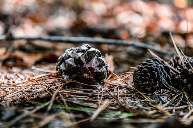 0 Brush Creek Rd, Hohenwald, TN 38462