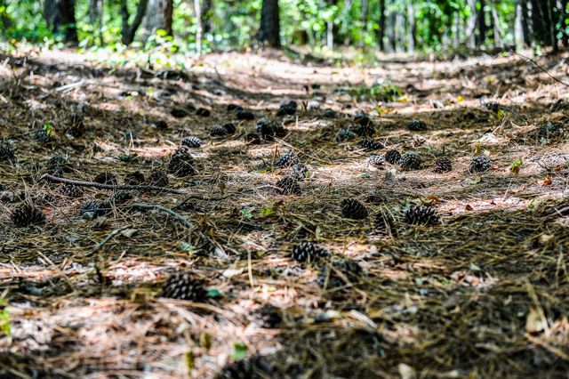 0 Brush Creek Rd, Hohenwald, TN 38462