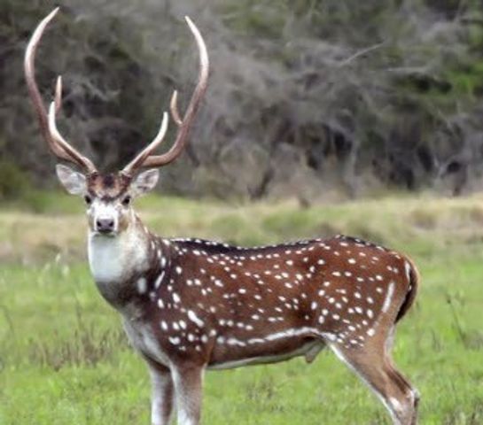 229 Lost Man Rd, Mountain Home, TX 78058