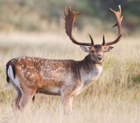 229 Lost Man Rd, Mountain Home, TX 78058