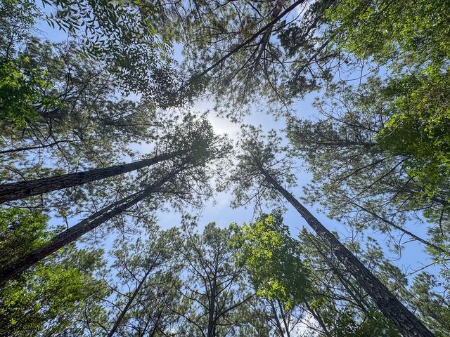 4 Benny Griffin Road, Dallardsville, TX 77351