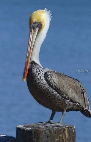 1030 TIDEWATER SHORES LOOP 401, Bradenton, FL 34208