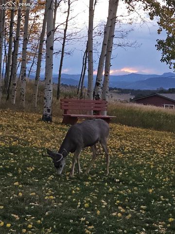 103 Will Stutley Drive, Divide, CO 80814