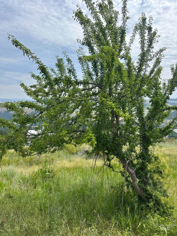 TBD Canyon Dr, Kooskia, ID 83539 photo 9