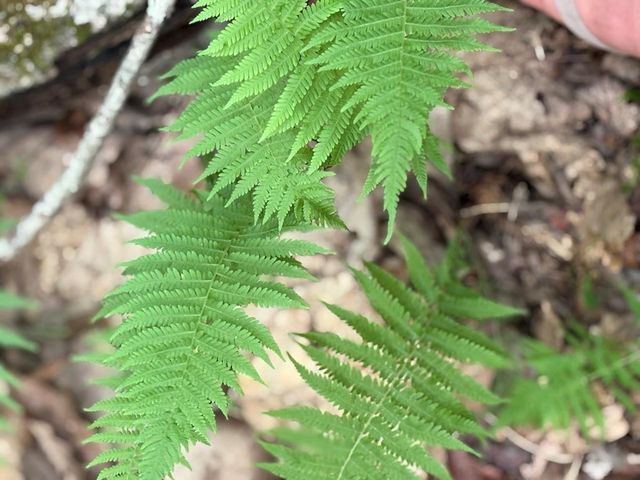 0 Walker Drive, Morganton, GA 30560