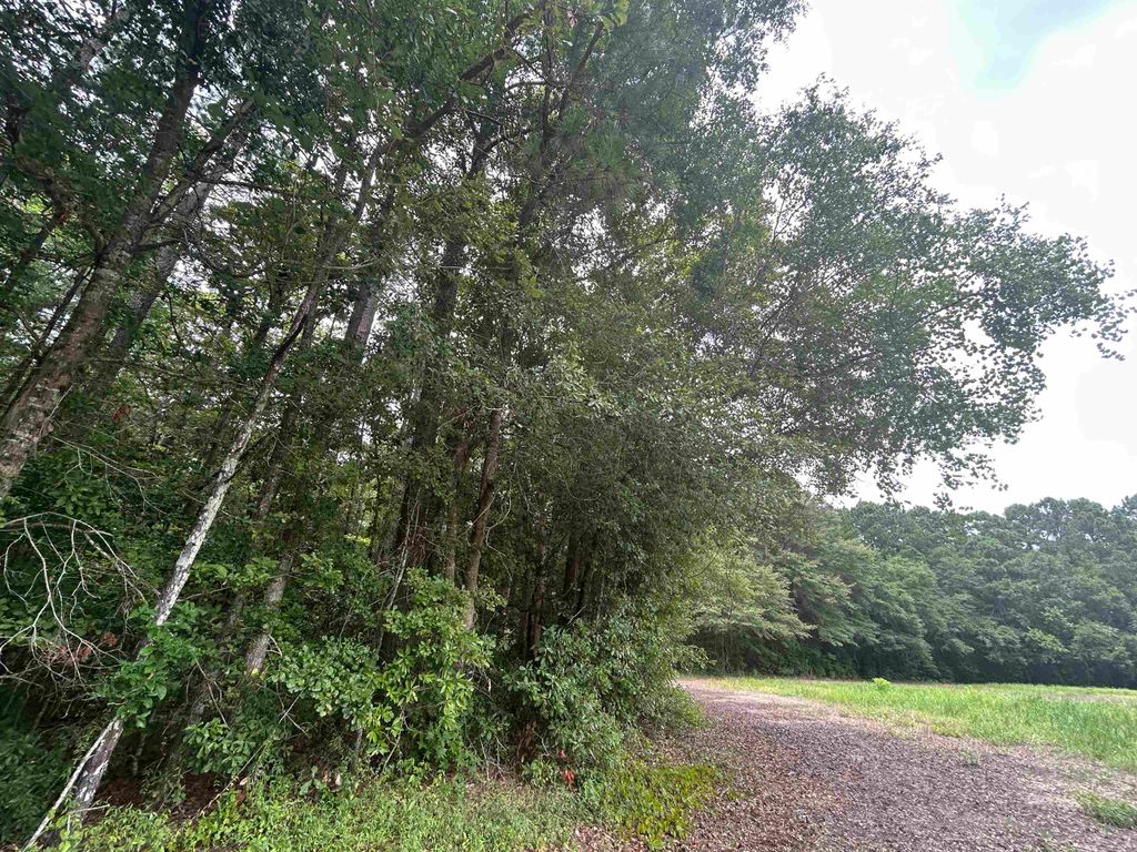 TBD Johnson Rd., Galivants Ferry, SC 29544 — photo 5