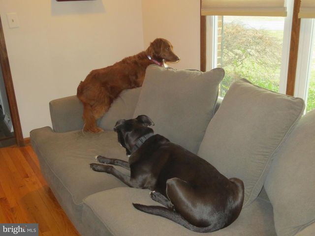 523 PONDEROSA DR, Bear, DE 19701