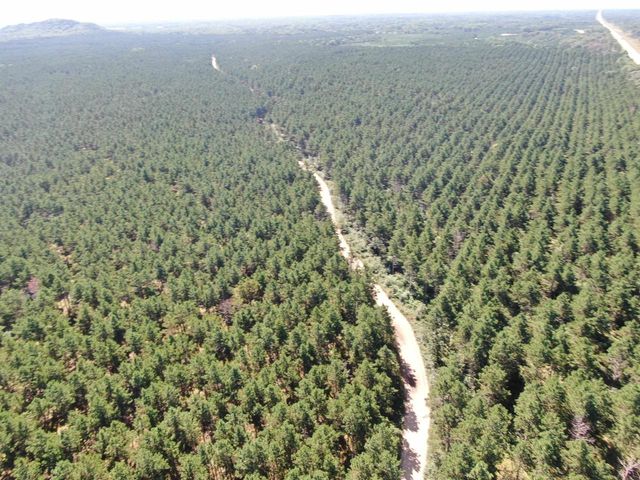 77 AC State Highway 13 Acres, Nekoosa, WI 54457