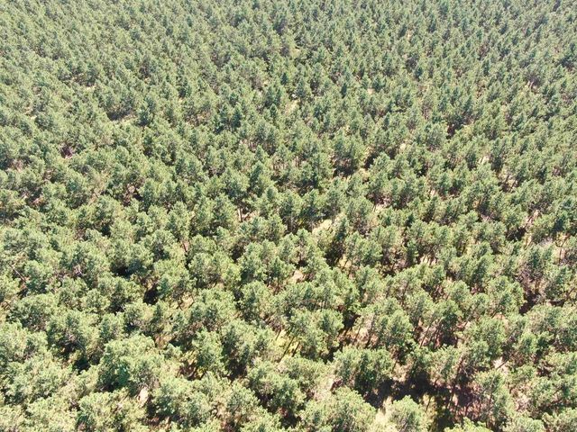 77 AC State Highway 13 Acres, Nekoosa, WI 54457