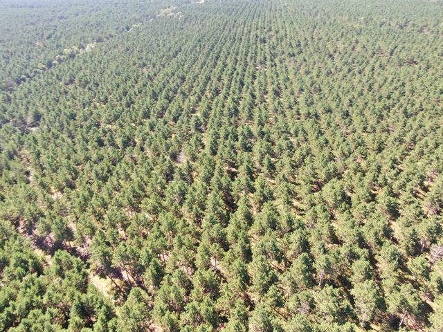 77 AC State Highway 13 Acres, Nekoosa, WI 54457