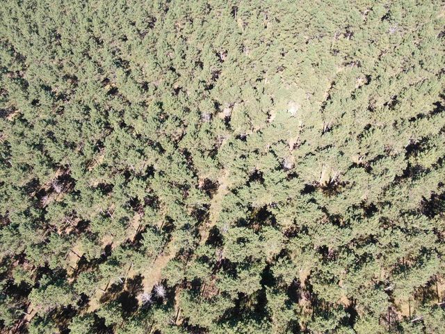 77 AC State Highway 13 Acres, Nekoosa, WI 54457