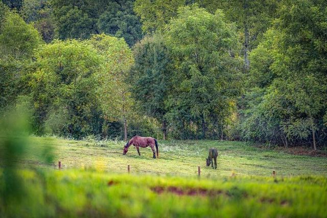 1241 Scenic Drive, Blue Ridge, GA 30513