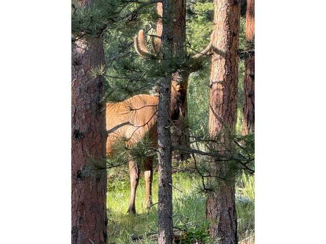 270 Choctaw Rd, Lyons, CO 80540