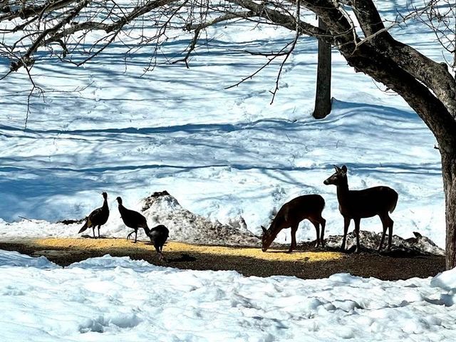 692 Old Walpole Road, Surry, NH 03431