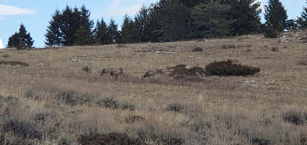 TBD Logging Creek Road, Monarch, MT 59463 photo 3