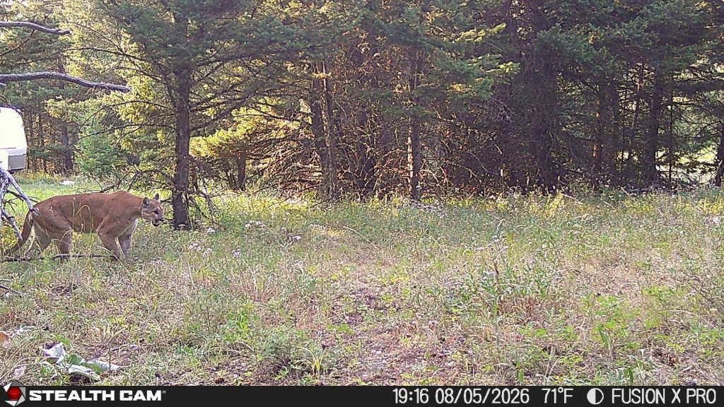 TBD Logging Creek Road, Monarch, MT 59463 photo 4